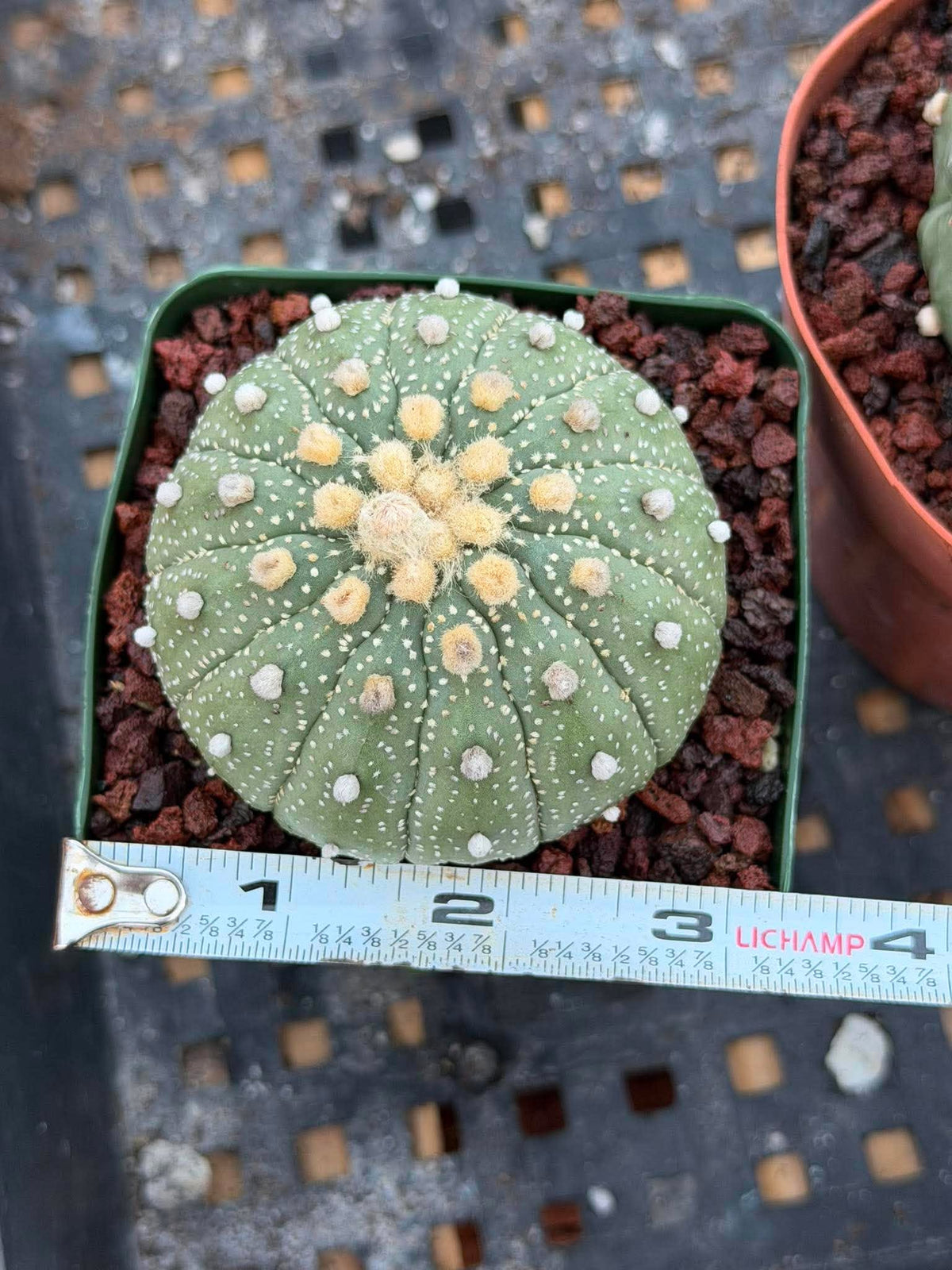 Astrophytum Asterias 13 Ribs – Seed Grown Collector’s Cactus #635