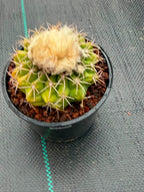 Rare Discocactus Seed‑Grown #759 – Woolly Crown, Collector Cactus