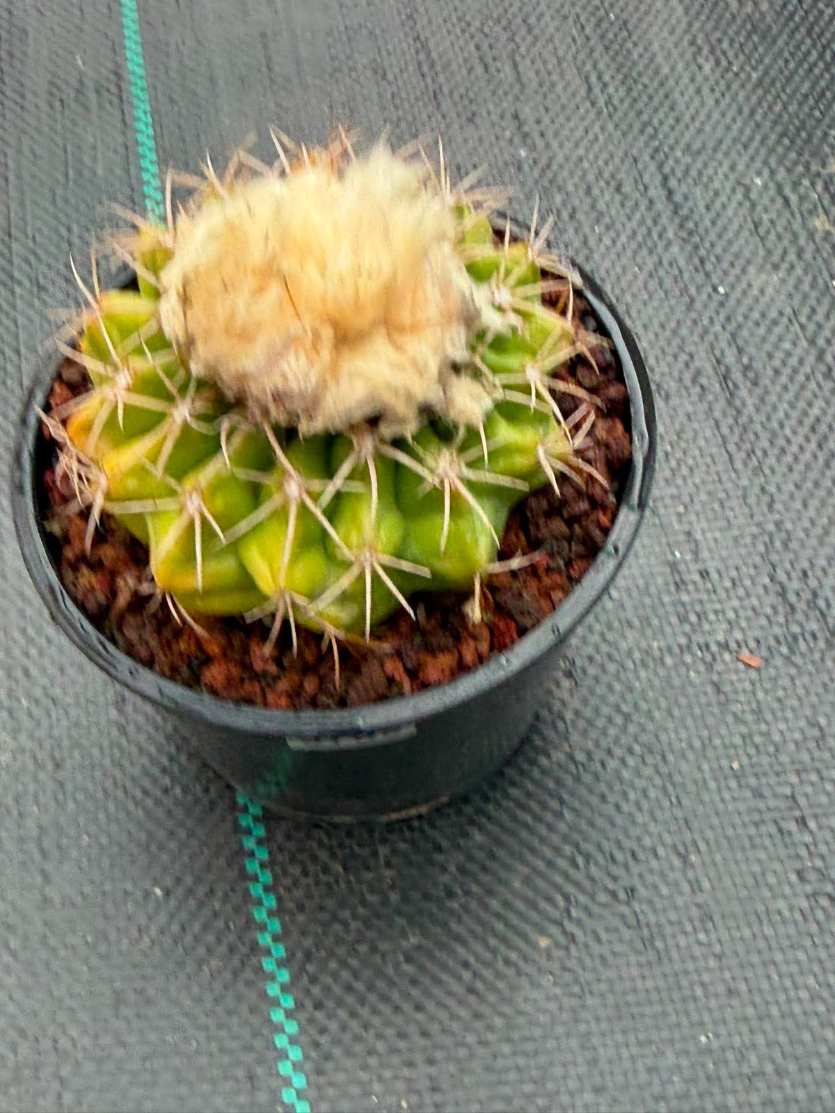 Rare Discocactus Seed‑Grown #759 – Woolly Crown, Collector Cactus