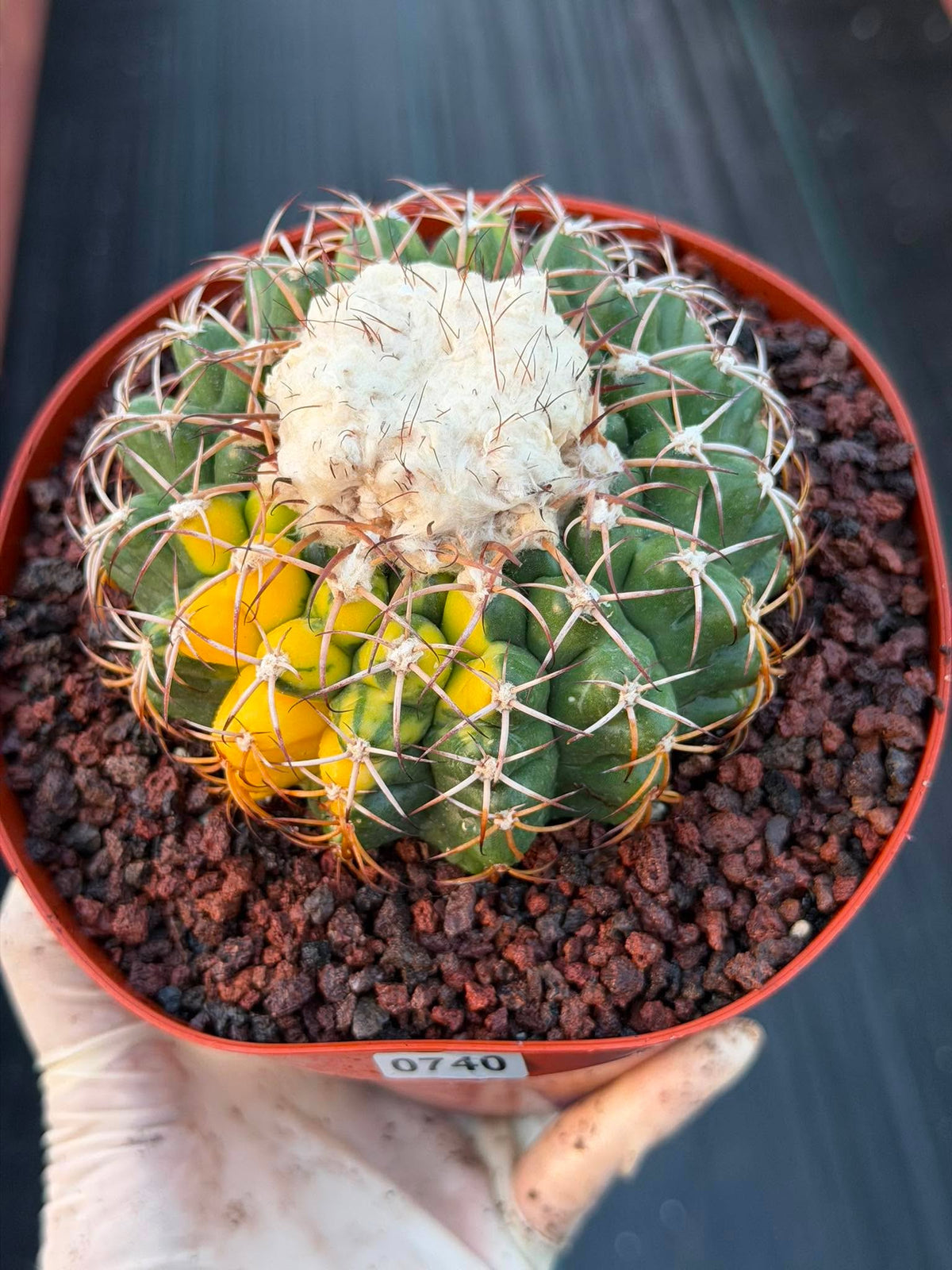 Variegated Discocactus Seed Grown | Rare Collector Cactus #740