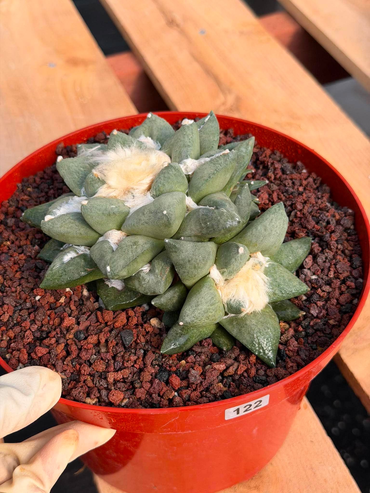 Ariocarpus retusa with Pups – Rare Collector Cactus #122