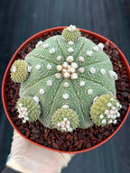 Rare Astrophytum Asterias Seed Grown Cactus with Pups – Collector’s Succulent #744