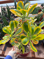 Rare Euphorbia Poissonii Variegated Grafted Succulent – 9" Wide Branching Form, Collector Plant