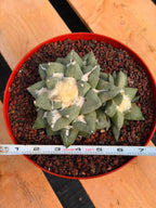 Ariocarpus retusa with Pups – Rare Collector Cactus #122