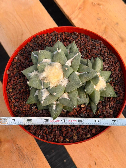 Ariocarpus retusa with Pups – Rare Collector Cactus #122