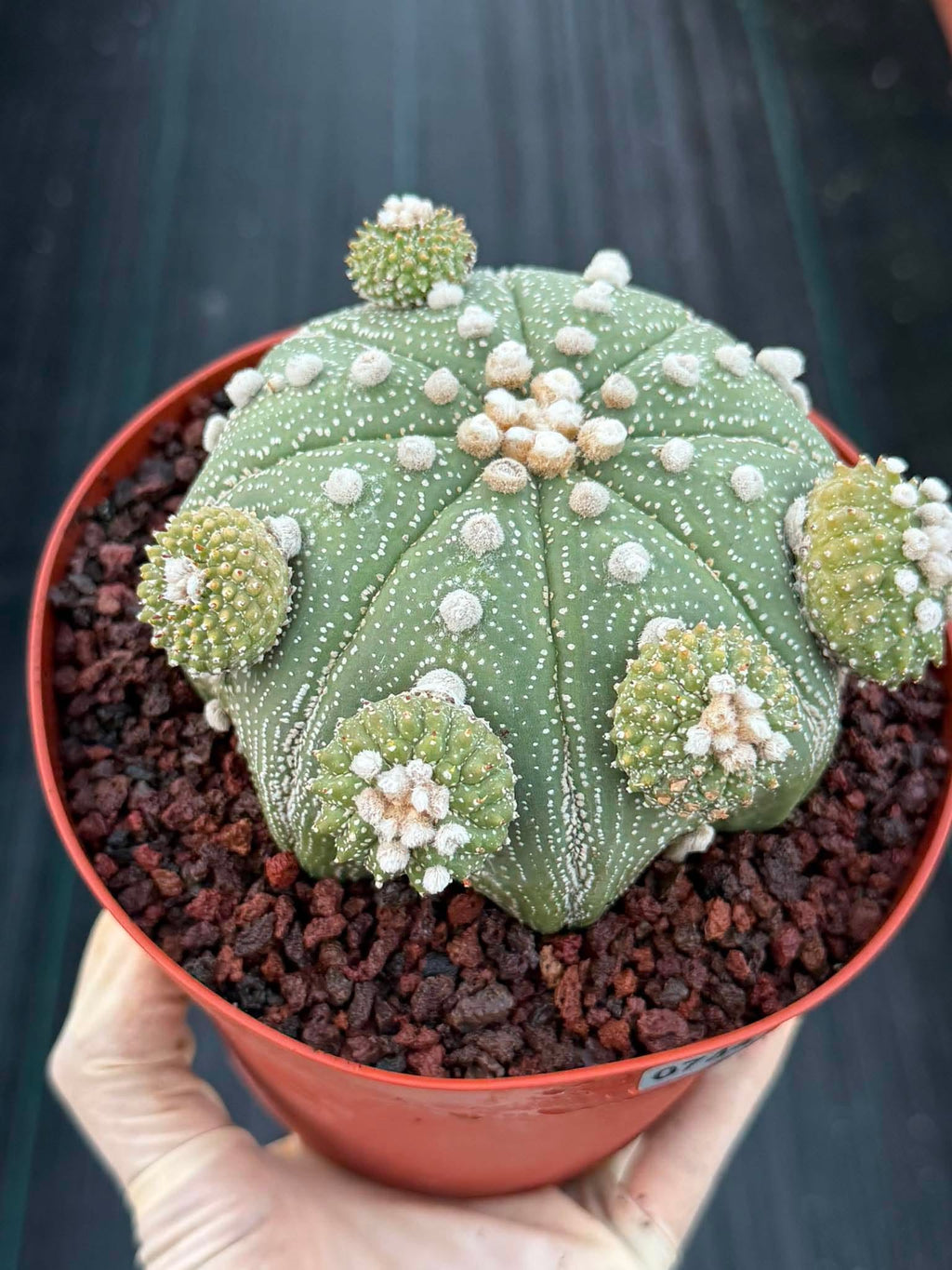 Rare Astrophytum Asterias Seed Grown Cactus with Pups – Collector’s Succulent #744
