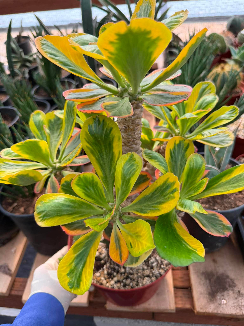 Rare Euphorbia Poissonii Variegated Grafted Succulent – 9" Wide Branching Form, Collector Plant