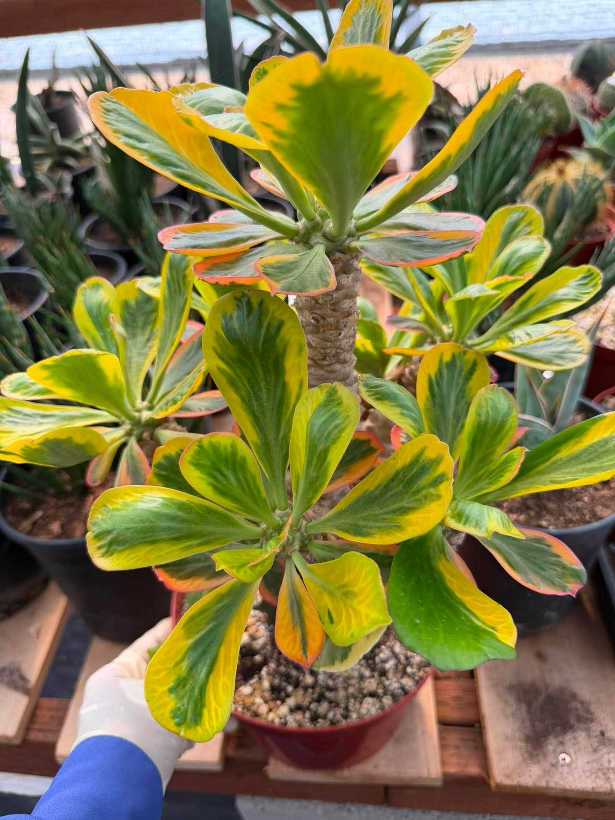 Rare Euphorbia Poissonii Variegated Grafted Succulent – 9" Wide Branching Form, Collector Plant
