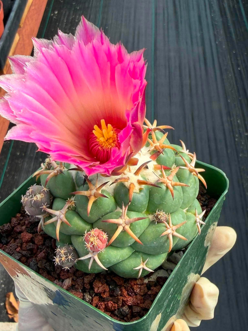 Coryphantha Elephantidens Tanshi Cactus w/ Pups Seed Grown Fragrant Pink Flower #723
