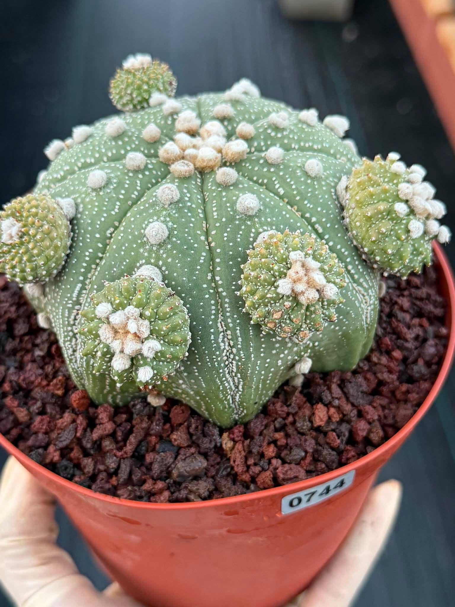 Rare Astrophytum Asterias Seed Grown Cactus with Pups – Collector’s Succulent #744