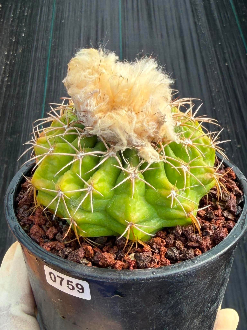 Rare Discocactus Seed‑Grown #759 – Woolly Crown, Collector Cactus