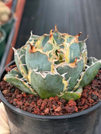Variegated Agave Titanota Blue Diamond – Rare Collector Succulent #722