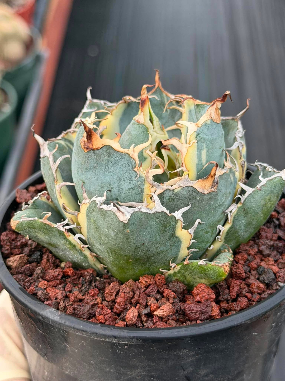 Variegated Agave Titanota Blue Diamond – Rare Collector Succulent #722