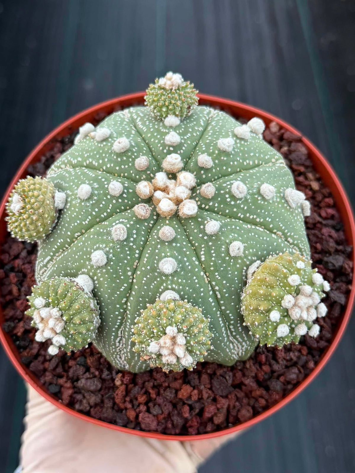 Rare Astrophytum Asterias Seed Grown Cactus with Pups – Collector’s Succulent #744