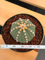 Astrophytum Ooibo Shinshowa #741 – Rare Seed Grown Cactus w/ Small Pups, Live Succulent Plant