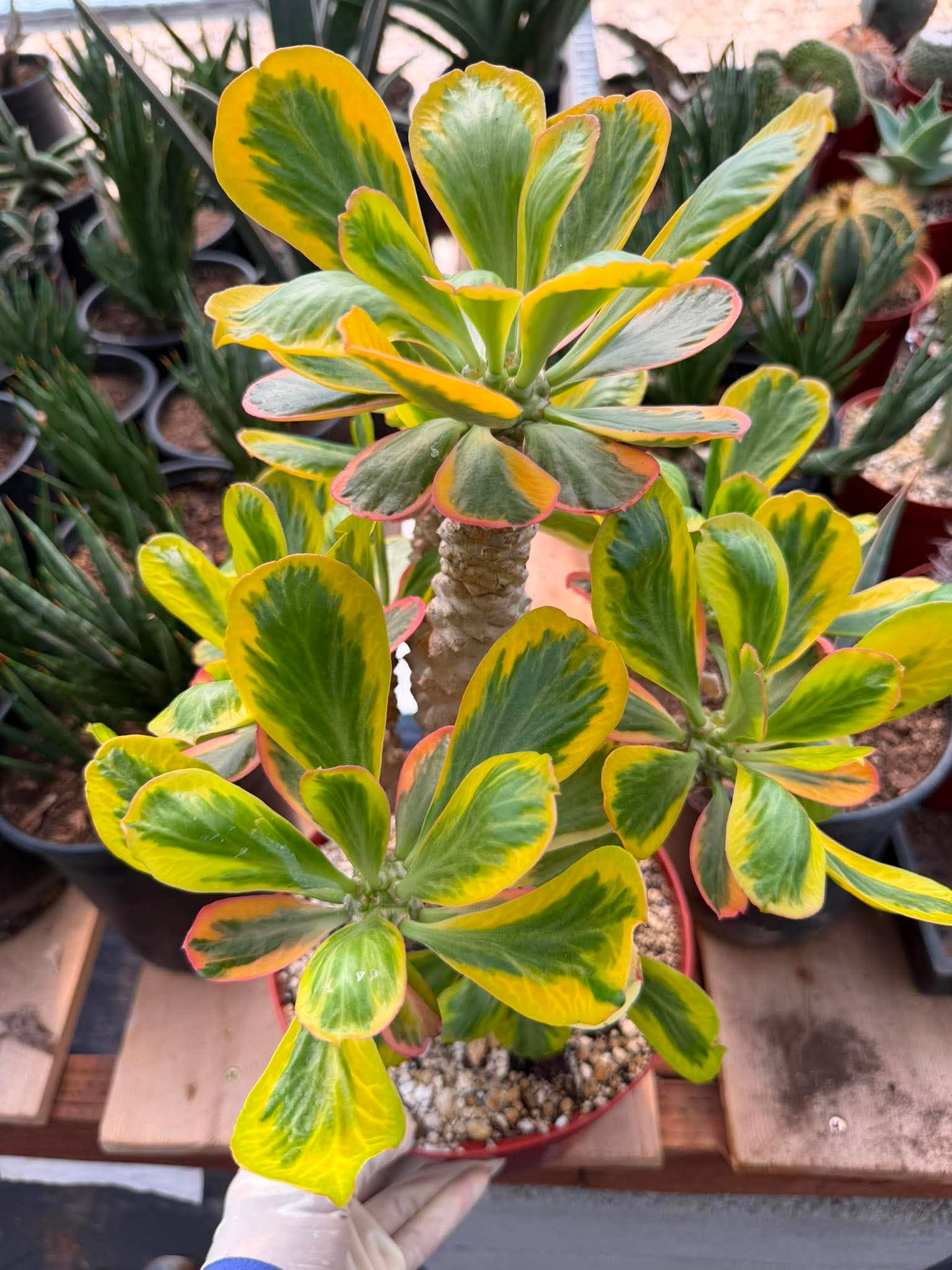 Rare Euphorbia Poissonii Variegated Grafted Succulent – 9" Wide Branching Form, Collector Plant