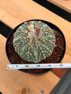 Astrophytum Asterias Line Form #745 – Rare Seed Grown Cactus, Live Succulent Plant