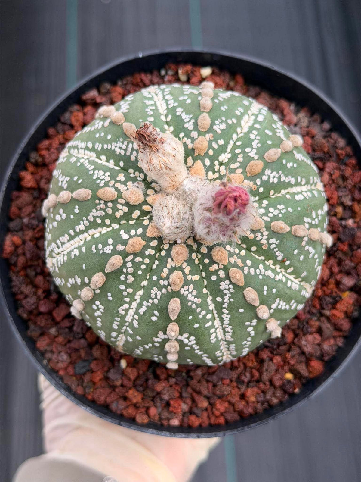 Astrophytum Asterias Line Form #745 – Rare Seed Grown Cactus, Live Succulent Plant