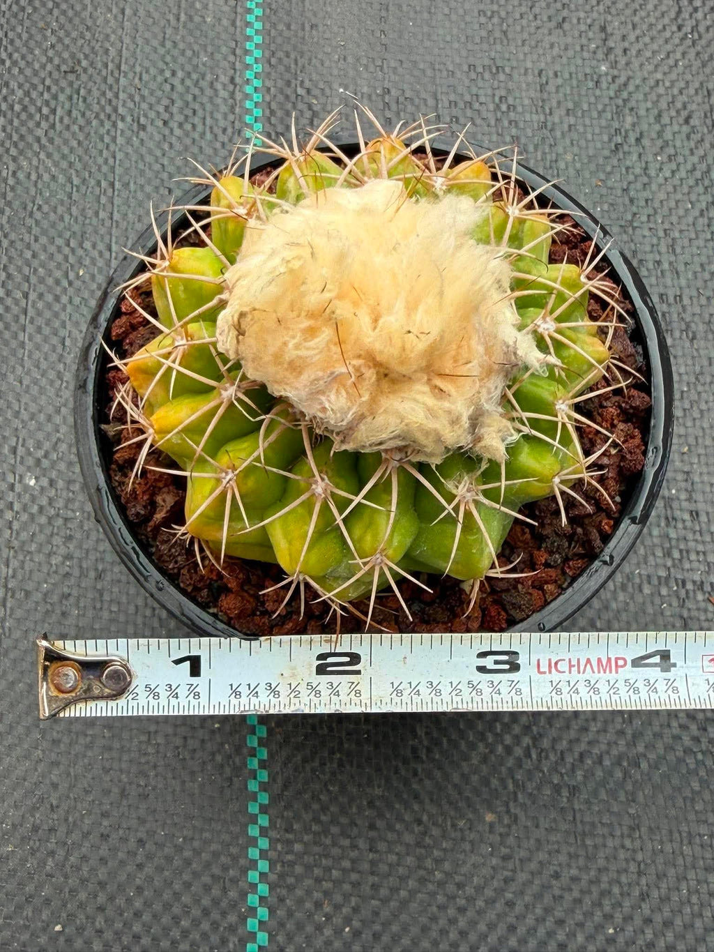 Rare Discocactus Seed‑Grown #759 – Woolly Crown, Collector Cactus