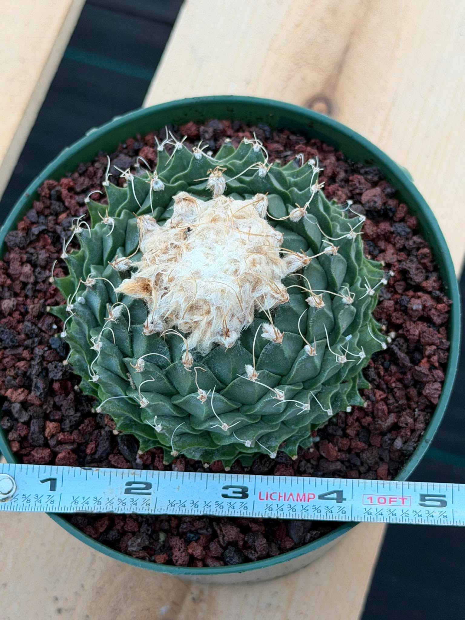 Obregonia Denegrii Grower’s Choice Live Cactus | Rare Artichoke Cactus