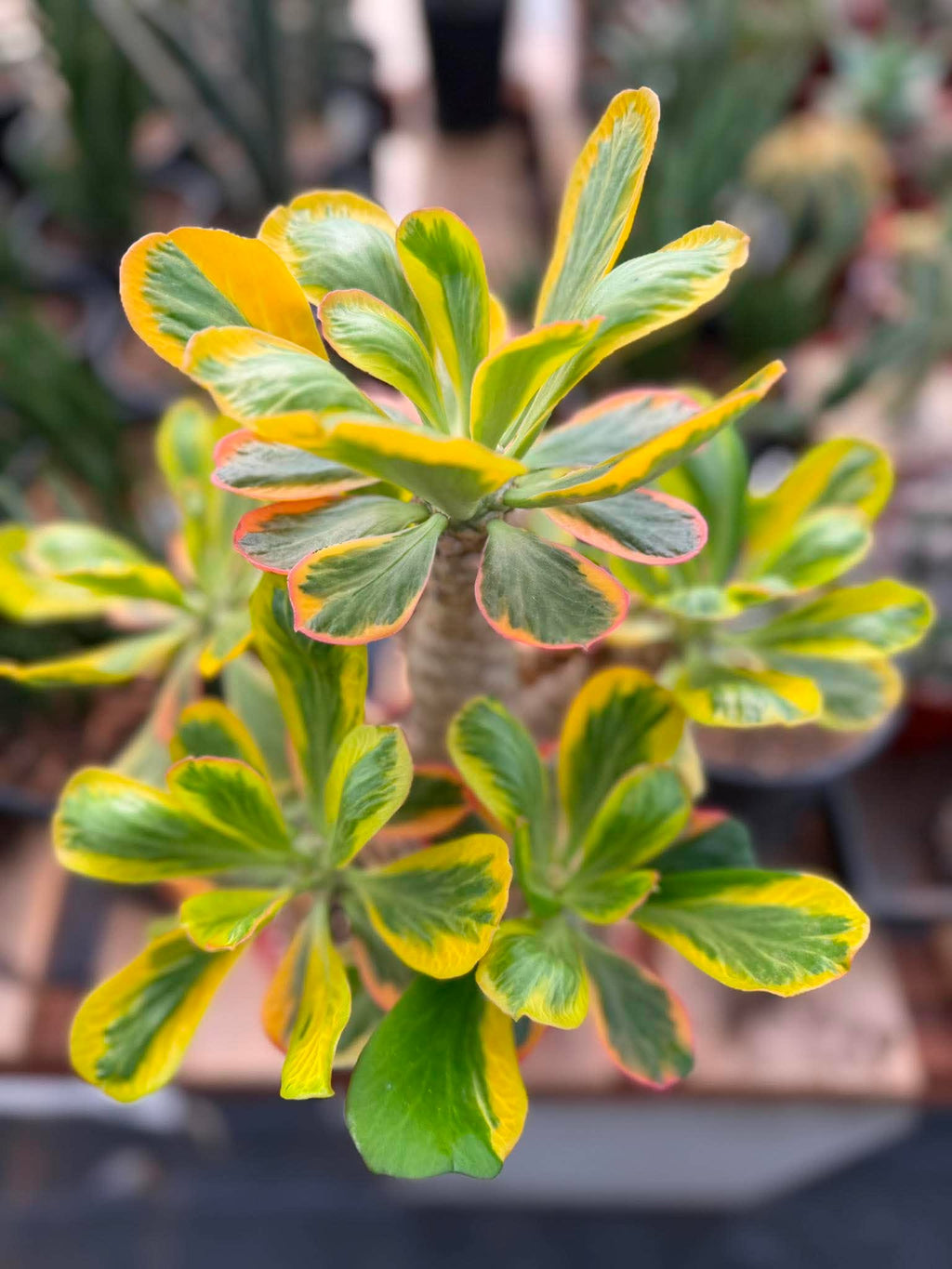 Rare Euphorbia Poissonii Variegated Grafted Succulent – 9" Wide Branching Form, Collector Plant