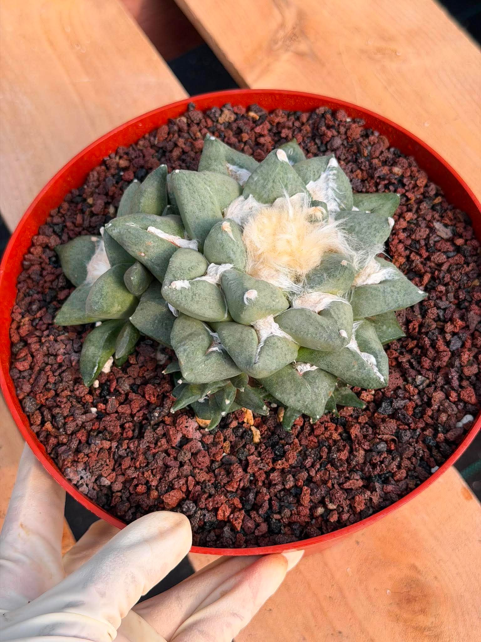 Ariocarpus retusa with Pups – Rare Collector Cactus #122