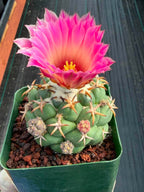 Coryphantha Elephantidens Tanshi Cactus w/ Pups Seed Grown Fragrant Pink Flower #723