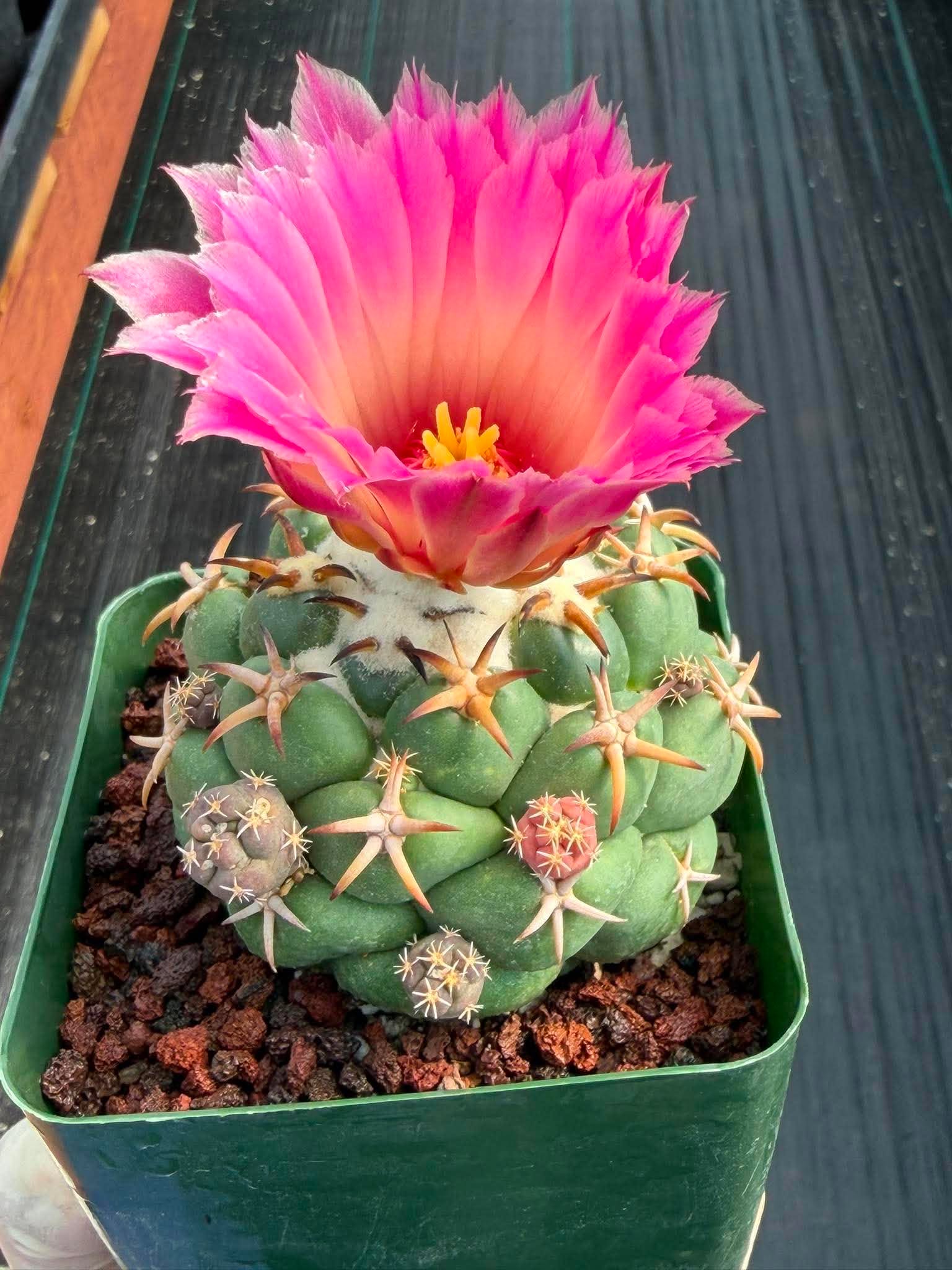 Coryphantha Elephantidens Tanshi Cactus w/ Pups Seed Grown Fragrant Pink Flower #723