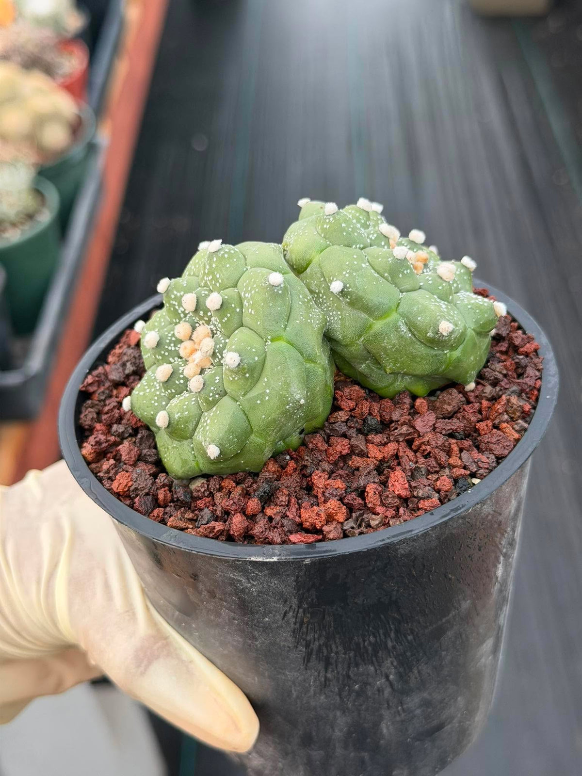 Double-Headed Astrophytum Asterias Turtle Form – Rare Seed Grown Cactus #728