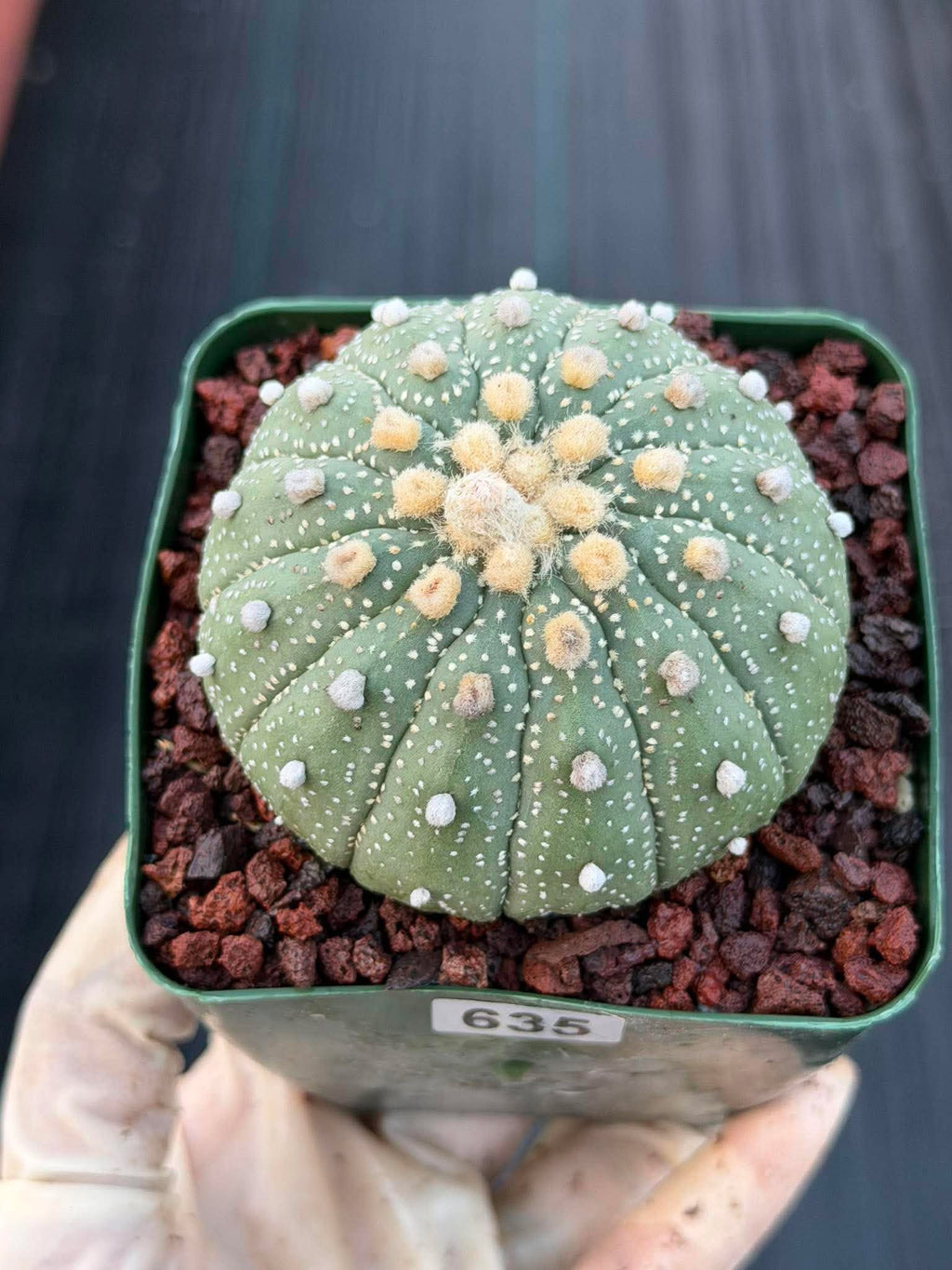 Astrophytum Asterias 13 Ribs – Seed Grown Collector’s Cactus #635