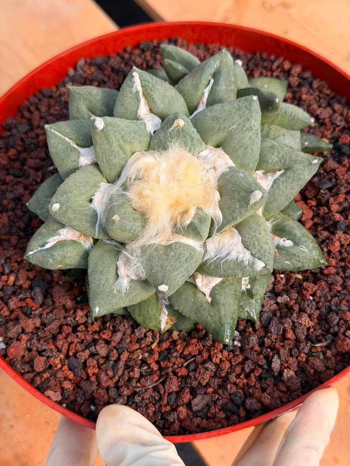 Ariocarpus retusa with Pups – Rare Collector Cactus #122