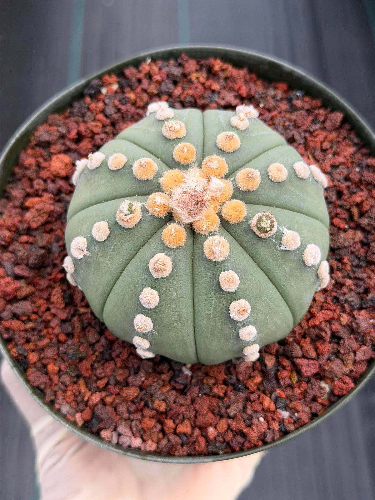 Astrophytum Ooibo Shinshowa #741 – Rare Seed Grown Cactus w/ Small Pups, Live Succulent Plant