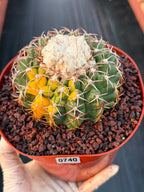 Variegated Discocactus Seed Grown | Rare Collector Cactus #740