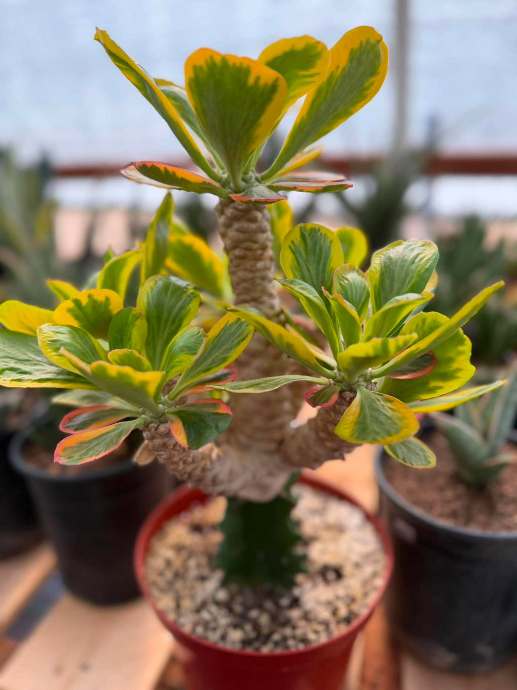 Rare Euphorbia Poissonii Variegated Grafted Succulent – 9" Wide Branching Form, Collector Plant