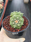 Double-Headed Astrophytum Asterias Turtle Form – Rare Seed Grown Cactus #728