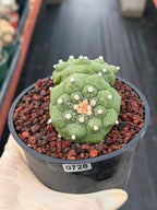 Double-Headed Astrophytum Asterias Turtle Form – Rare Seed Grown Cactus #728