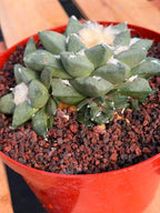 Ariocarpus retusa with Pups – Rare Collector Cactus #122