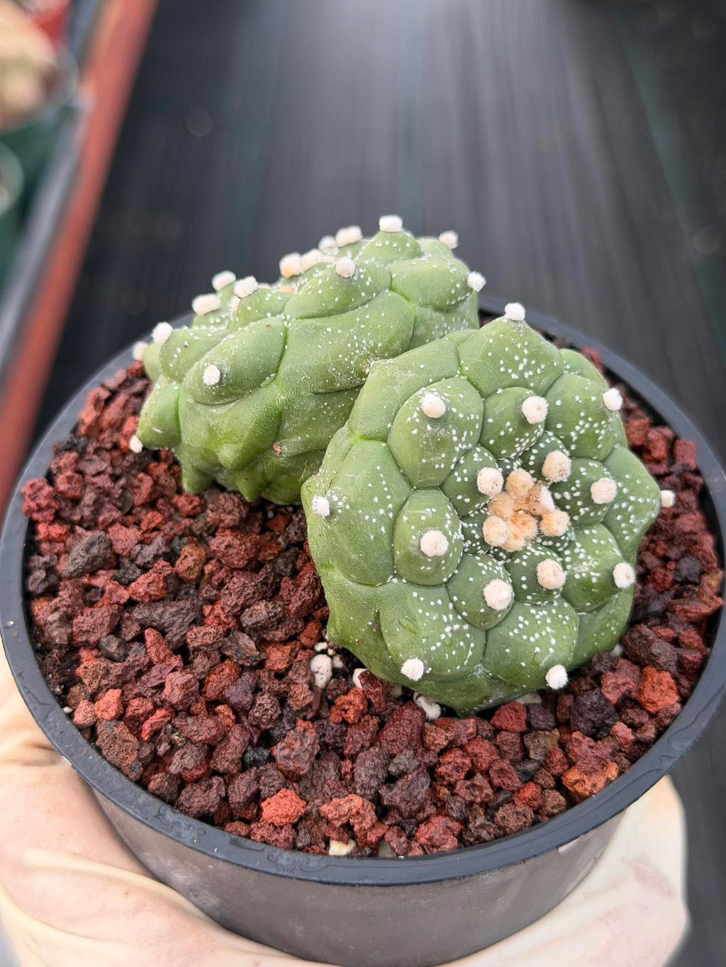 Double-Headed Astrophytum Asterias Turtle Form – Rare Seed Grown Cactus #728