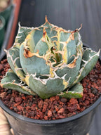 Variegated Agave Titanota Blue Diamond – Rare Collector Succulent #722