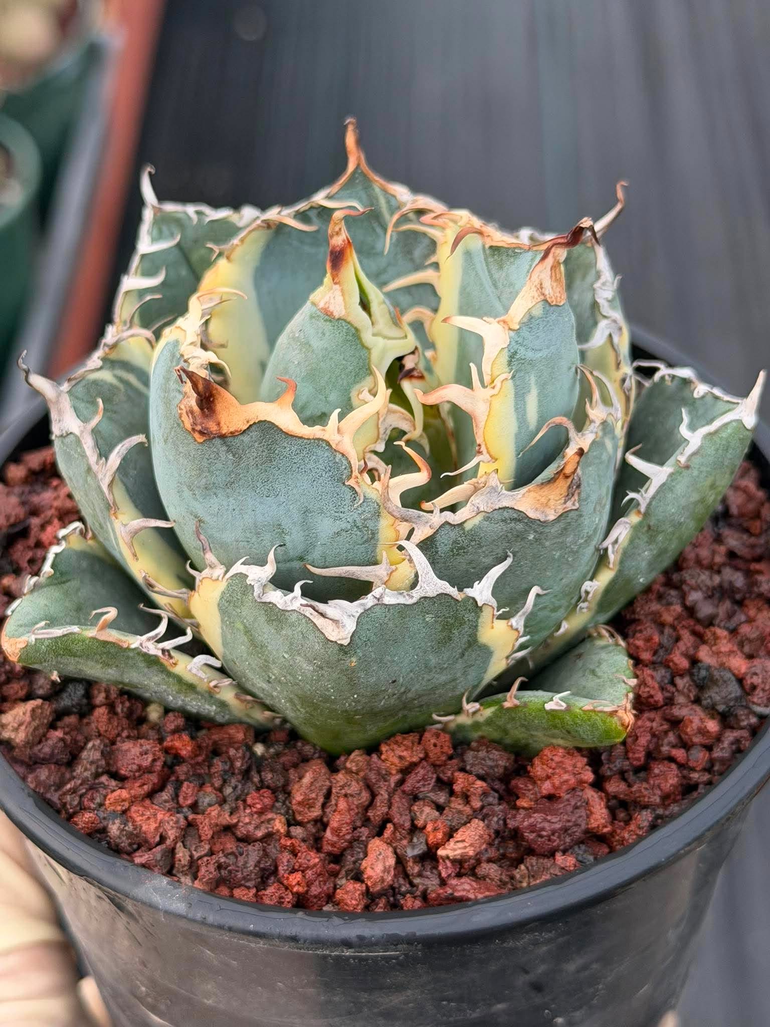 Variegated Agave Titanota Blue Diamond – Rare Collector Succulent #722