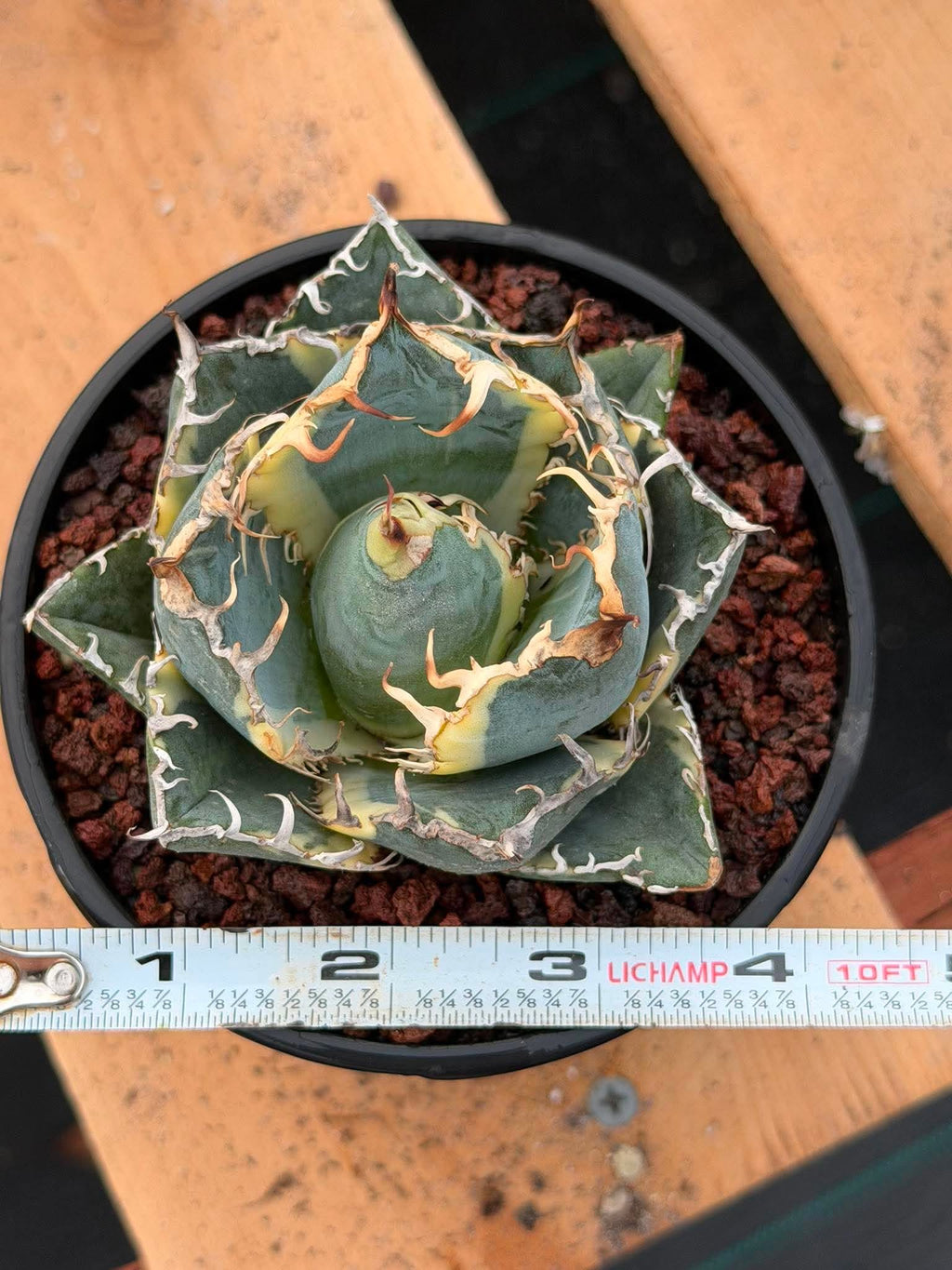 Variegated Agave Titanota Blue Diamond – Rare Collector Succulent #722