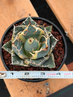 Variegated Agave Titanota Blue Diamond – Rare Collector Succulent #722