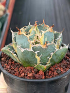 Variegated Agave Titanota Blue Diamond – Rare Collector Succulent #722