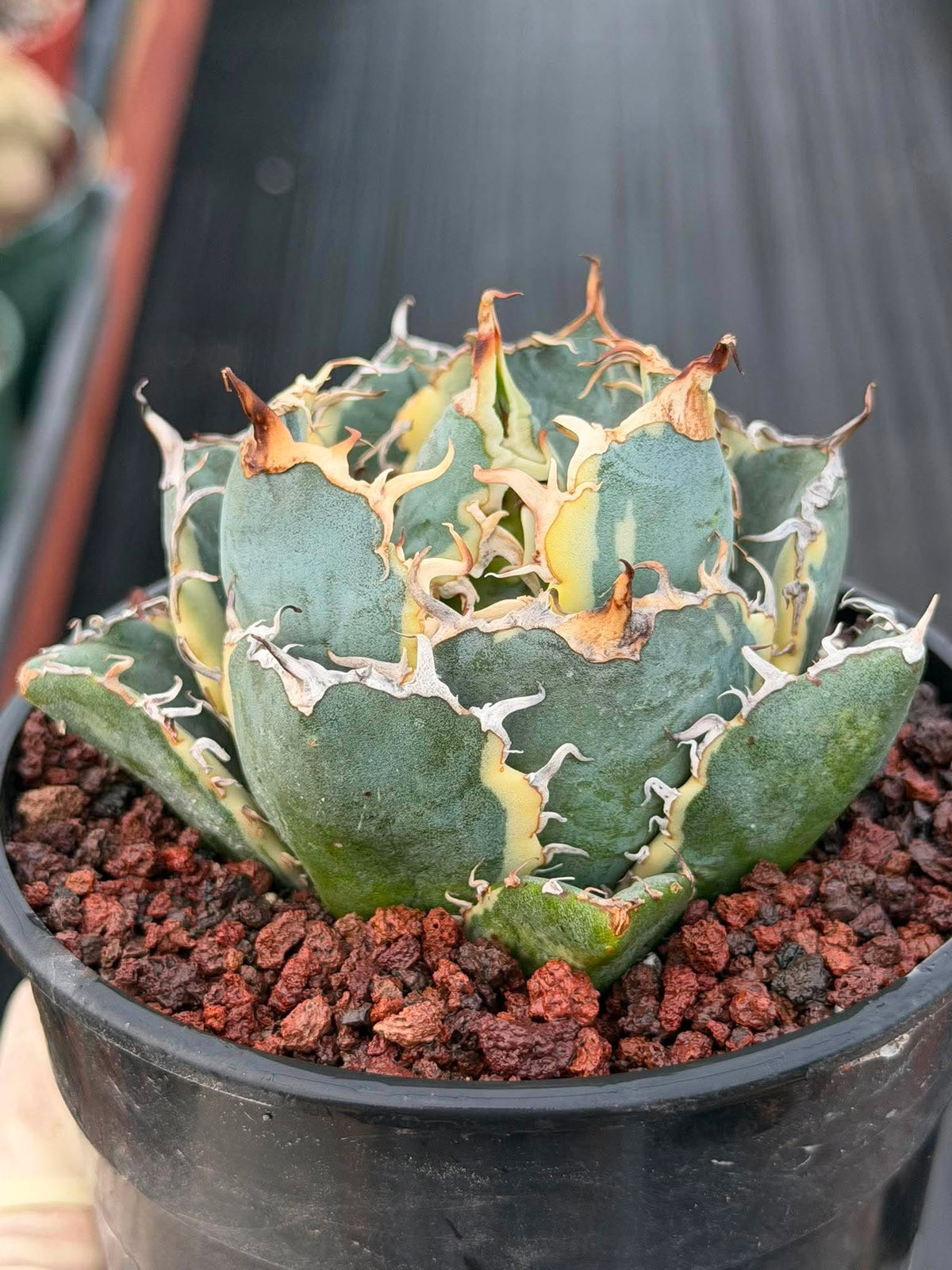 Variegated Agave Titanota Blue Diamond – Rare Collector Succulent #722