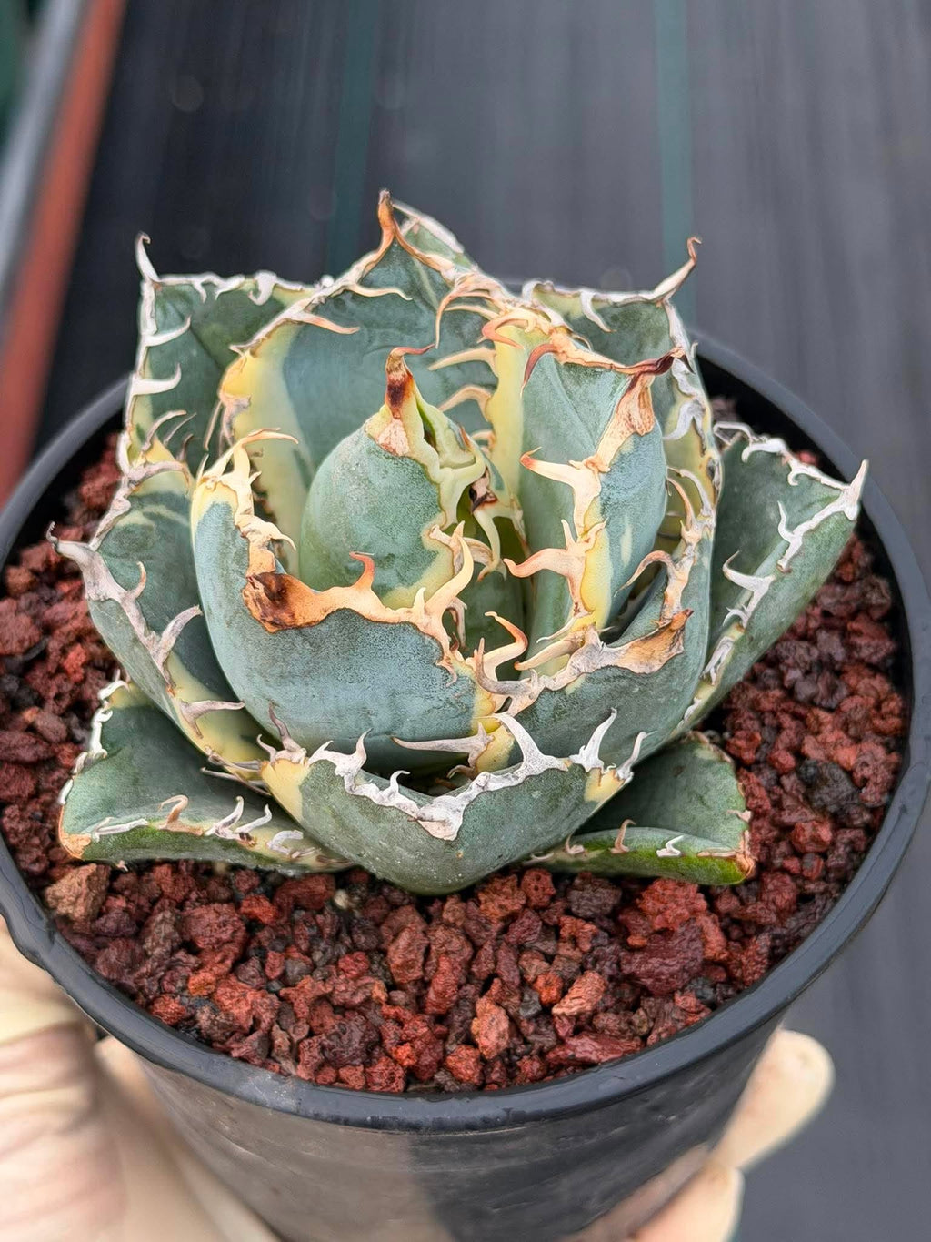 Variegated Agave Titanota Blue Diamond – Rare Collector Succulent #722