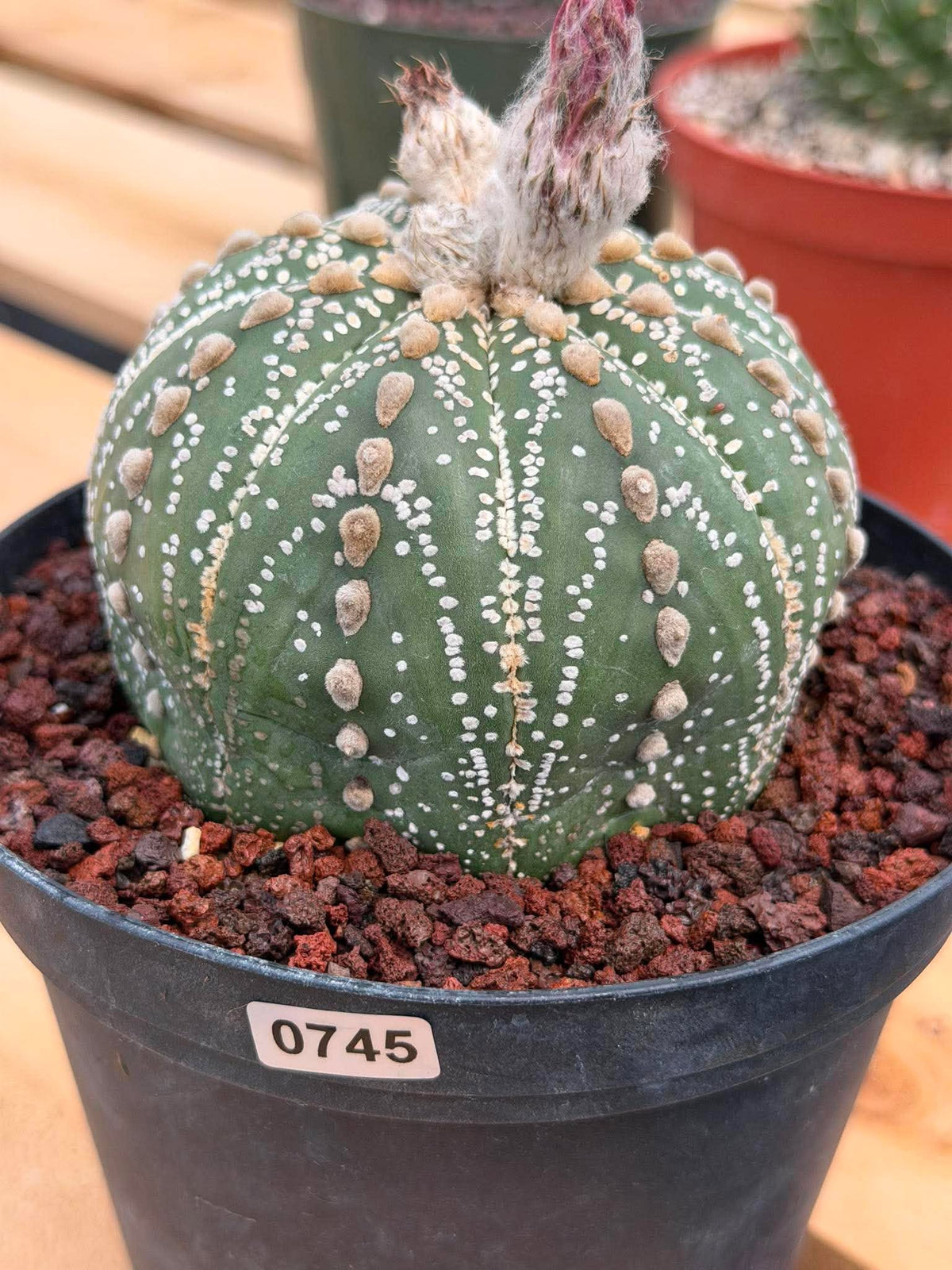 Astrophytum Asterias Line Form #745 – Rare Seed Grown Cactus, Live Succulent Plant