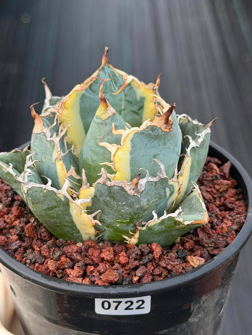 Variegated Agave Titanota Blue Diamond – Rare Collector Succulent #722