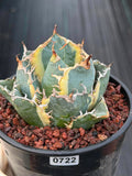 Variegated Agave Titanota Blue Diamond – Rare Collector Succulent #722