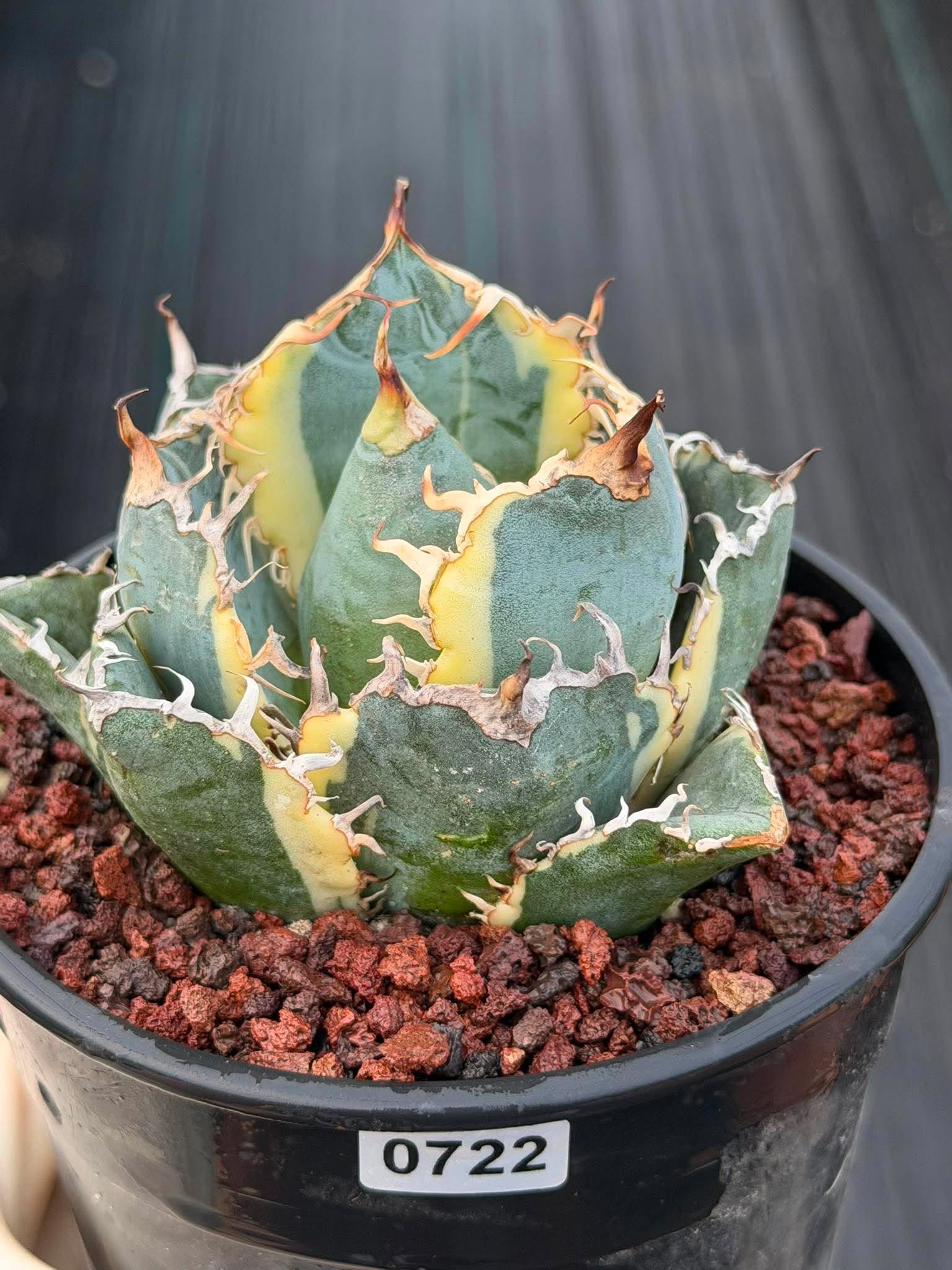 Variegated Agave Titanota Blue Diamond – Rare Collector Succulent #722