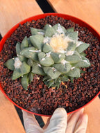 Ariocarpus retusa with Pups – Rare Collector Cactus #122